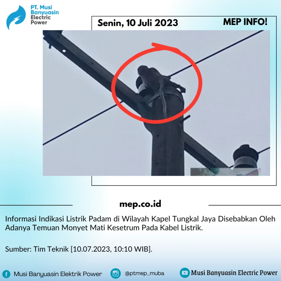 Informasi Indikasi Listrik Padam di Wilayah Kapel Tungkal Jaya Disebabkan Oleh Adanya Temuan Monyet Mati Kesetrum Pada Kabel Listrik