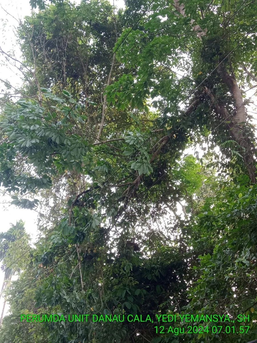 Informasi Padam Gangguan Listrik Di Wilayah Kerja PT MEP Tanggal 12/08/24 Kapel Lais
