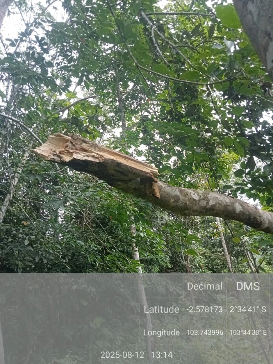 Informasi penyebab pemadaman wilayah kapel Keluang - Batang Hari Leko tanggal 12/08/2025