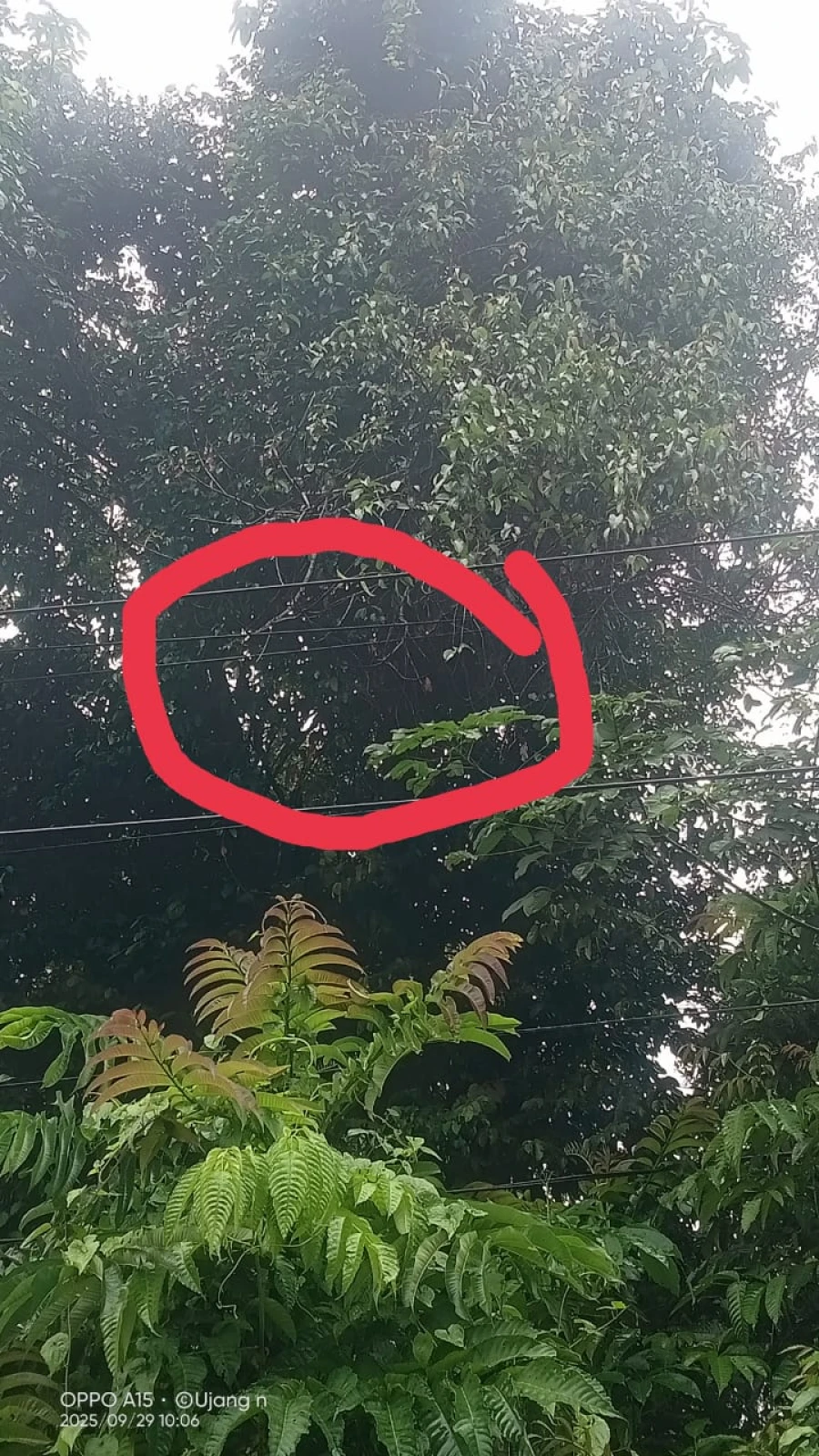 Informasi penyebab pemadaman wilayah kapel Tungkal Jaya & Tampang baru tanggal 29/09/2025