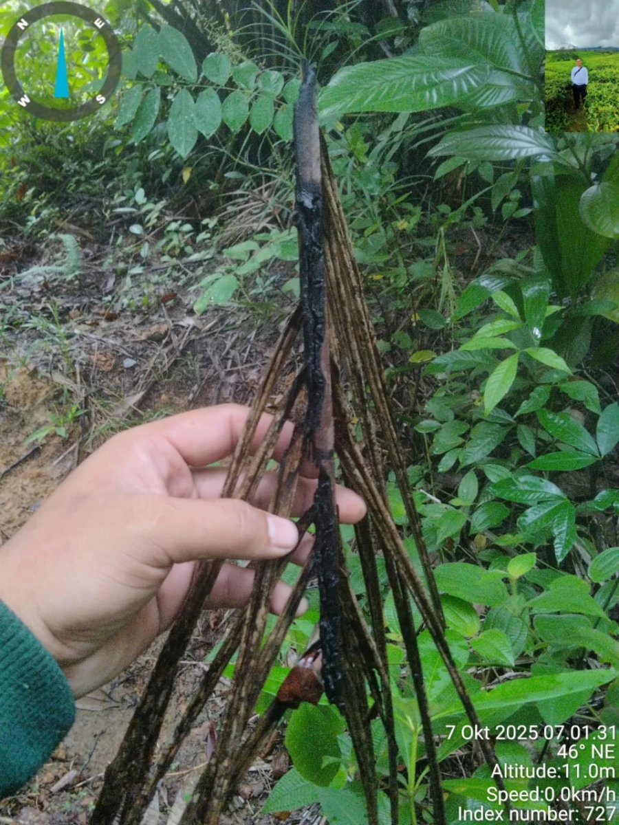 Informasi penyebab pemadaman wilayah kapel Sri gunung tanggal 07/10/2025
