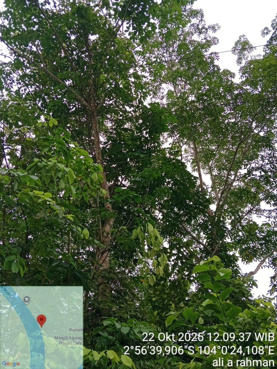 Informasi penyebab pemadaman wilayah kapel Lais [Danau Cala] tanggal 22/10/2025