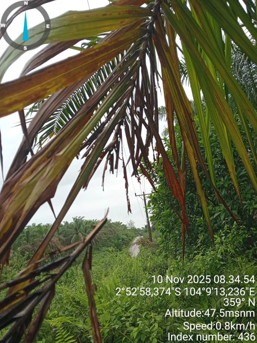 Informasi penyebab pemadaman wilayah kapel Lais [Tanjung Agung] tanggal 10/11/2025